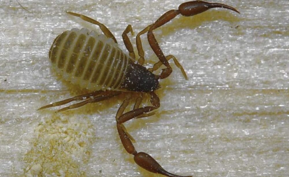 Pseudoscorpions1 Pseudoscorpions1