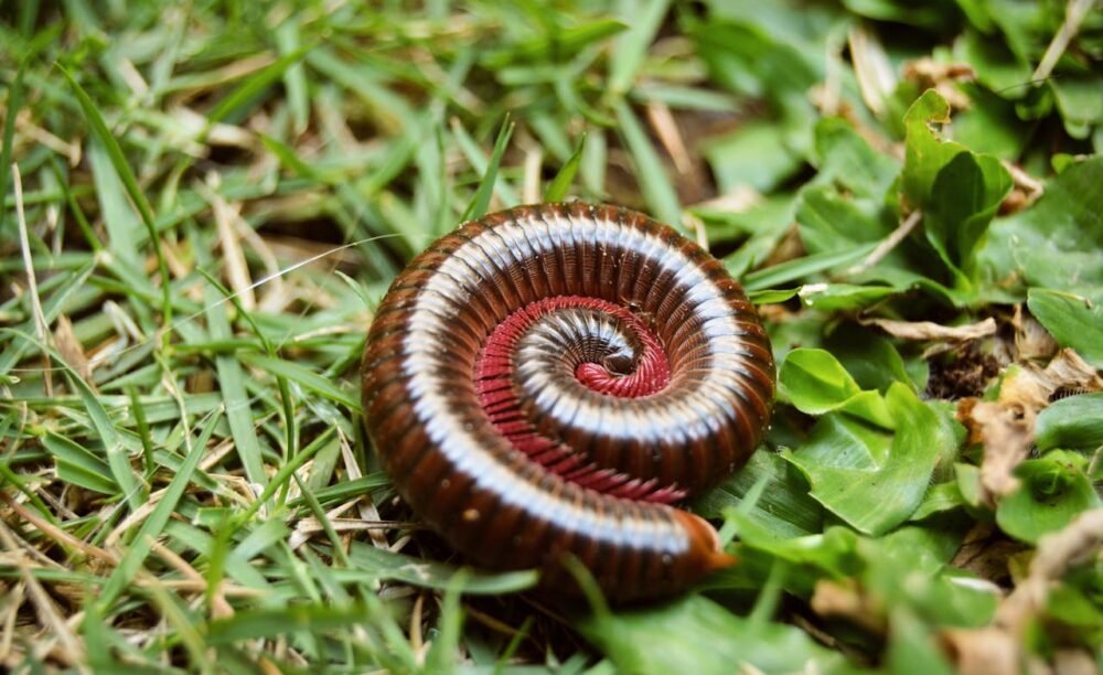Millipedes Millipedes