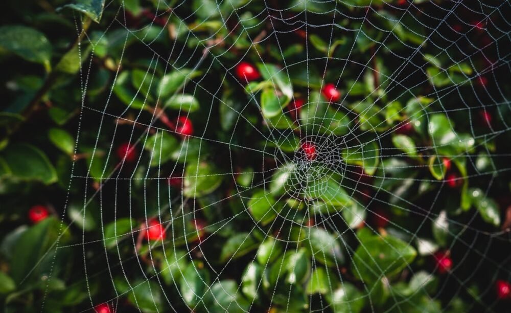 Collections Collections