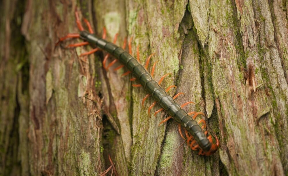 Centipedes Centipedes